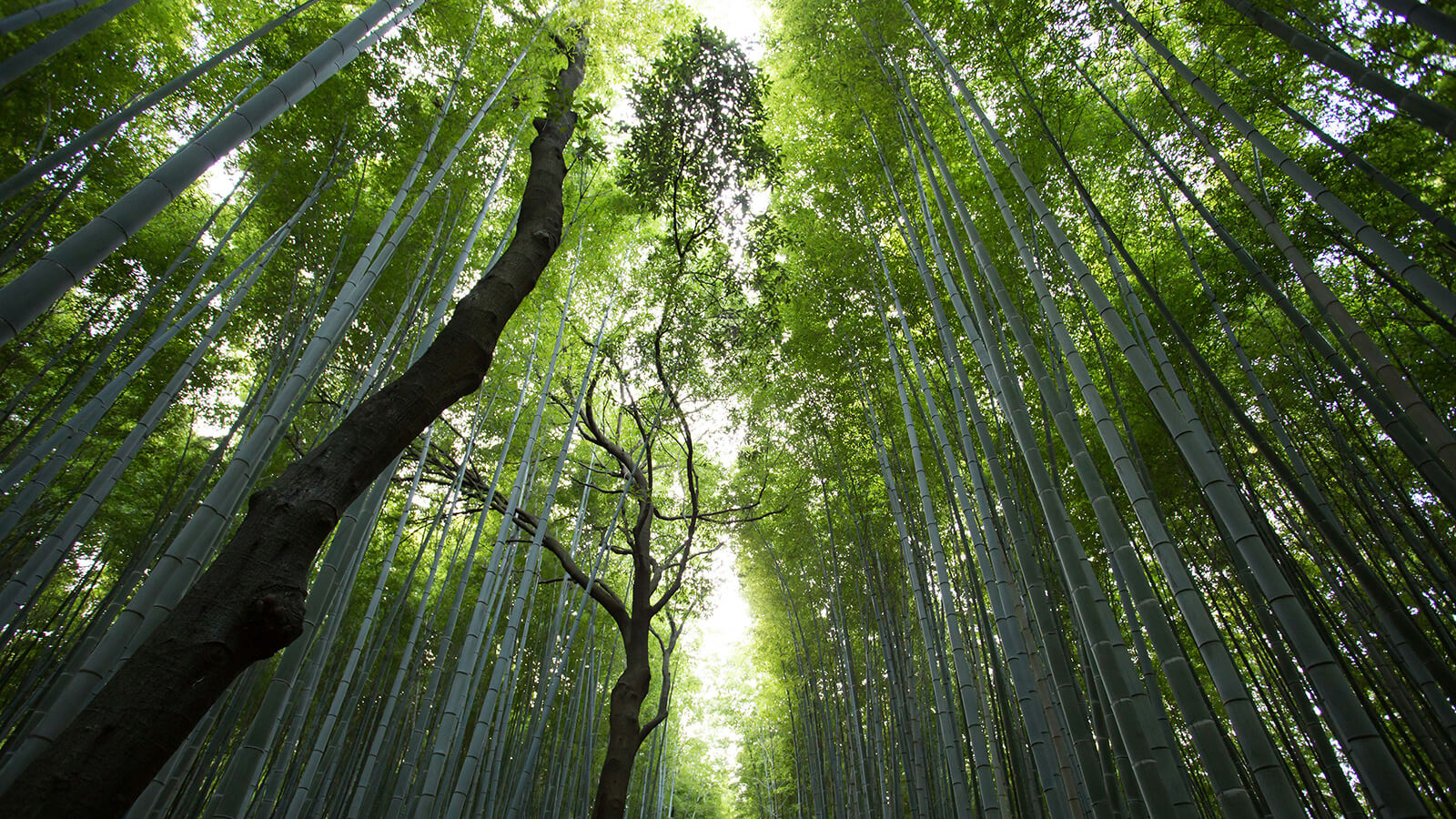 エシカルとは？エシカル消費の考え方や、山梨の取り組みを紹介 | ハイクオリティやまなし - High Quality Yamanashi