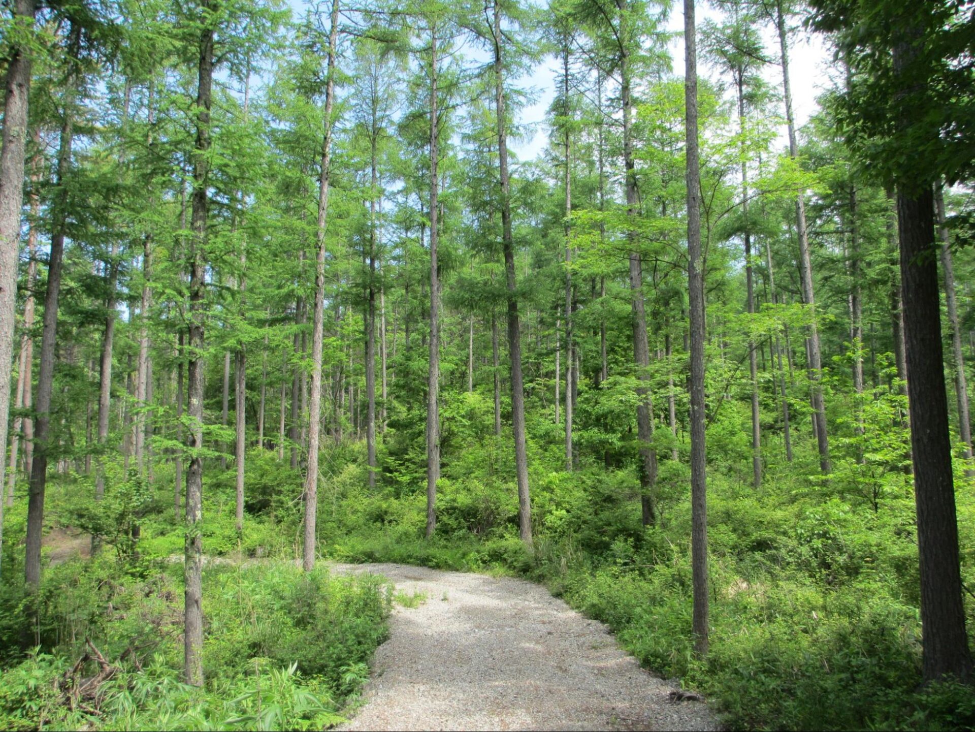 カーボン・オフセットに取り組める「やまなし県有林J-VER」とは？導入企業も紹介 | ハイクオリティやまなし - High Quality Yamanashi