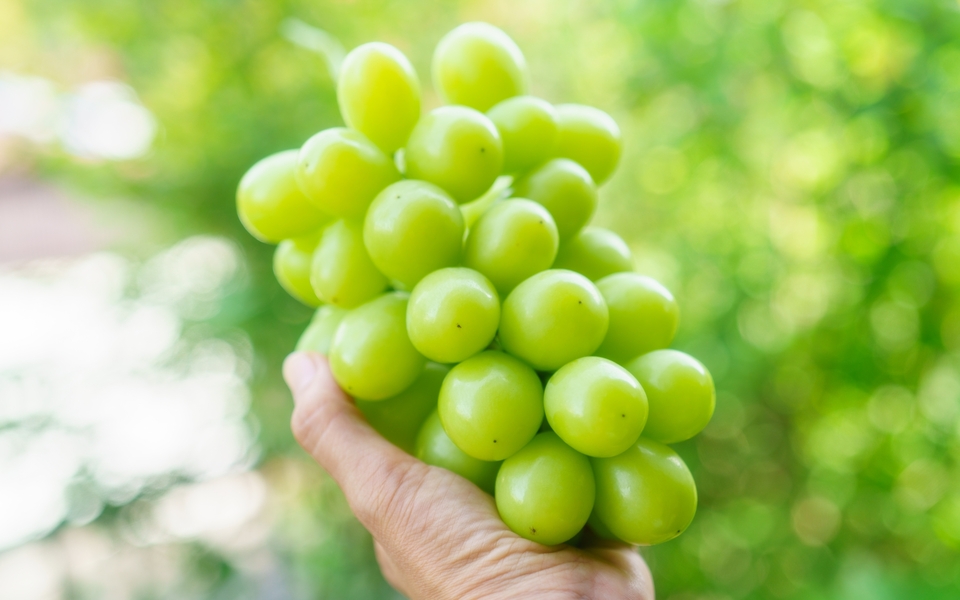 シャインマスカットの旬はいつ？産地ごとの時期や特徴を徹底解説！ | フルーツ山梨通信